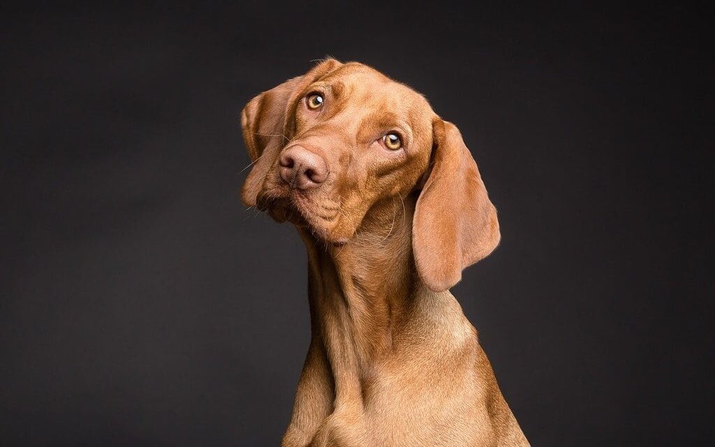 Tout savoir sur l&rsquo;otite et les oreilles du chien