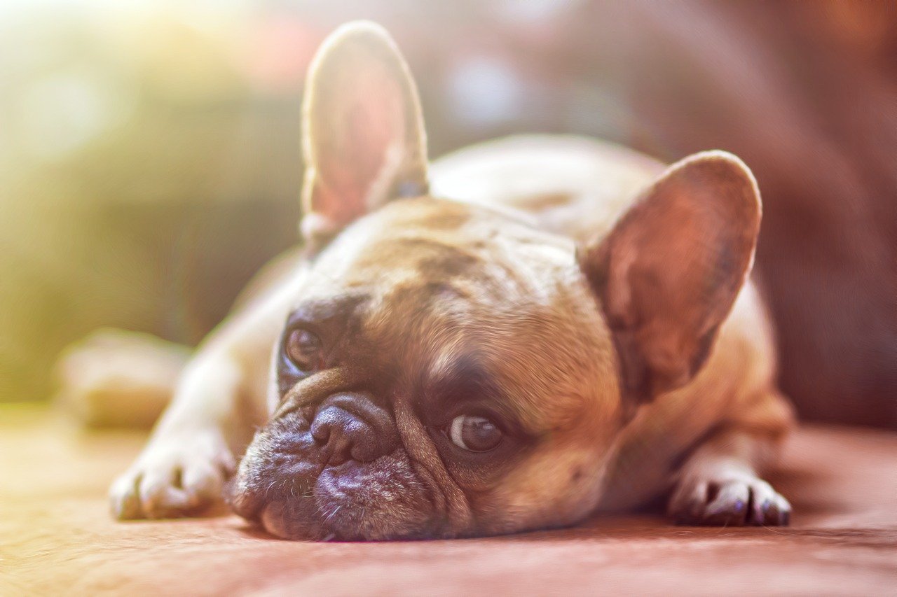 Tout savoir sur l'otite et les oreilles du chien
